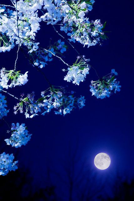 点击大图看下一张：夜晚的樱花也特别美丽特别有意境感