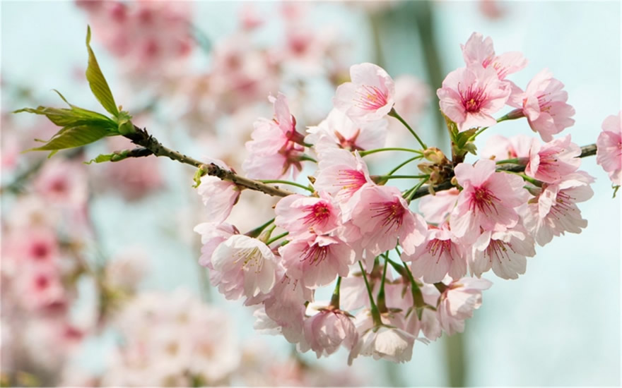 点击大图看下一张：唯美粉嫩的樱花高清图片欣赏