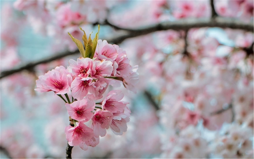 点击大图看下一张：唯美粉嫩的樱花高清图片欣赏