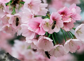 唯美粉嫩的樱花高清图片欣赏