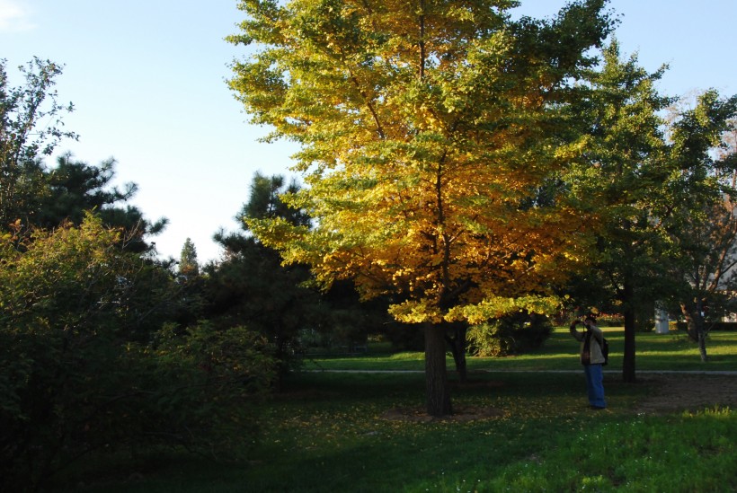 点击大图看下一张：金黄色秋天风景图片
