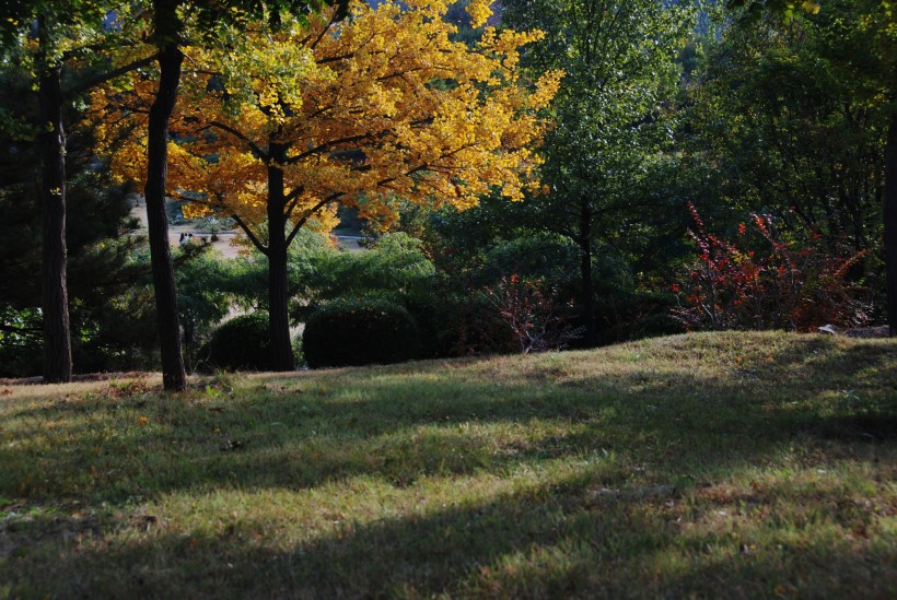 点击大图看下一张：金黄色秋天风景图片