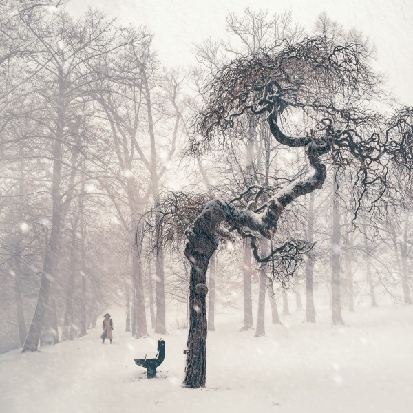 点击大图看下一张：堆满树枝的白雪图片