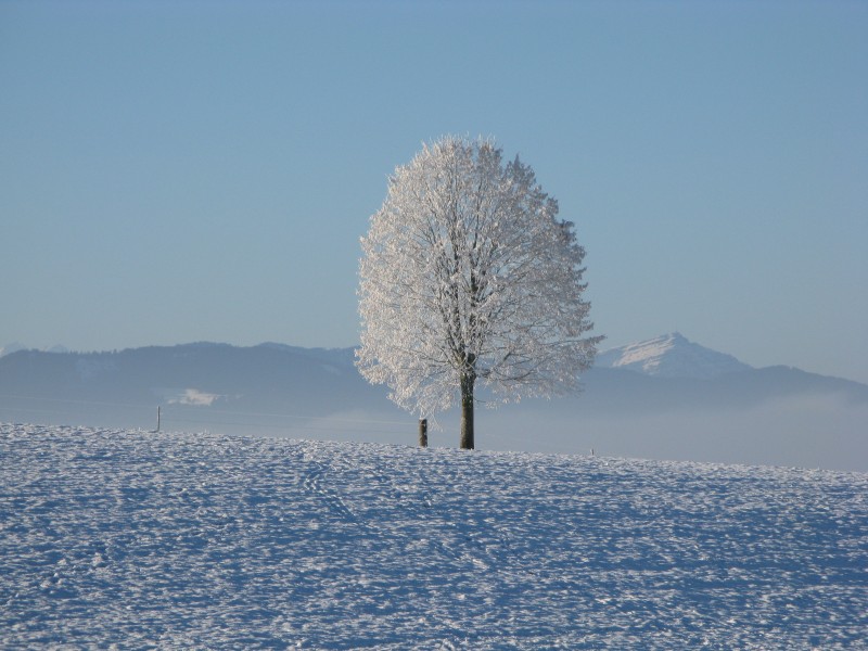 点击大图看下一张：堆满树枝的白雪图片