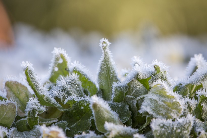 点击大图看下一张：植物冰挂现象图片