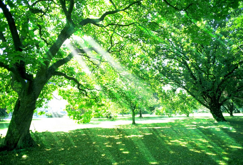 点击大图看下一张：参天大树和阳光图片