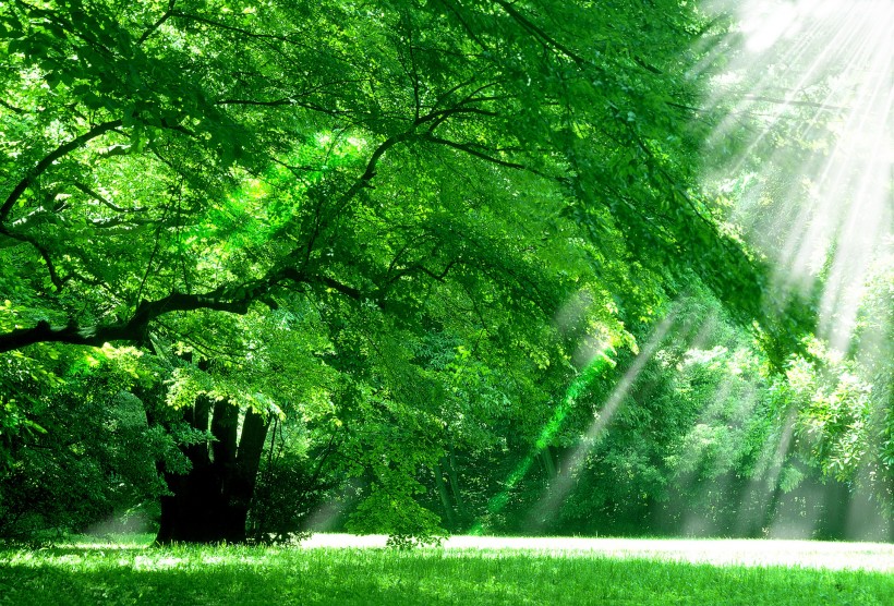点击大图看下一张：参天大树和阳光图片