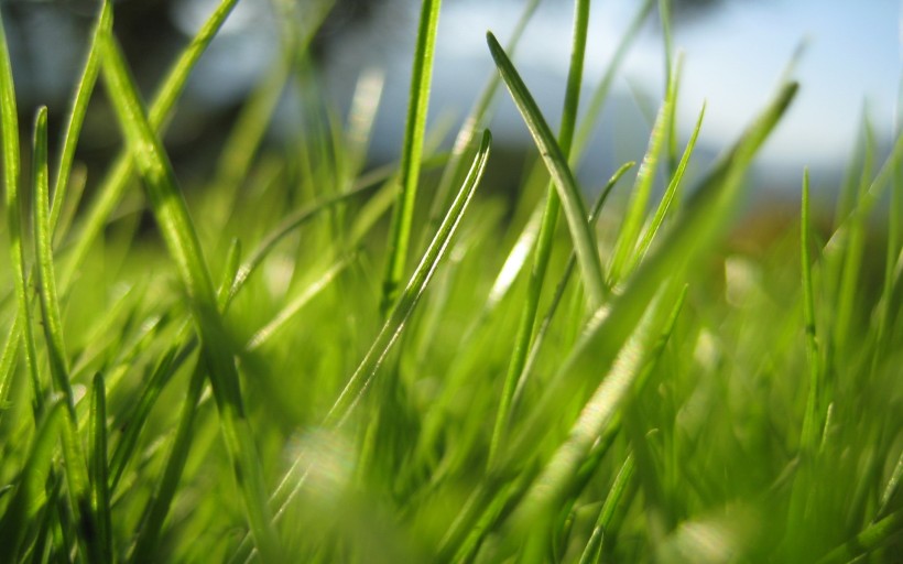 点击大图看下一张：绿意盎然的青草丛图片