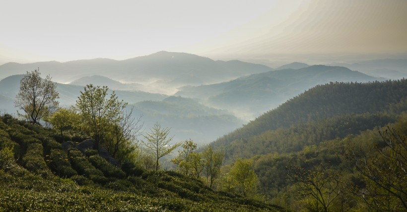 点击大图看下一张：清晨茶园薄雾风景图片