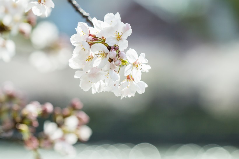 点击大图看下一张：春天公园花朵图片