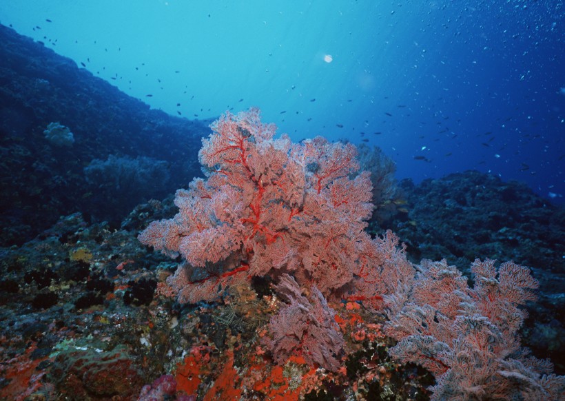 点击大图看下一张：珊瑚海水底风景图片