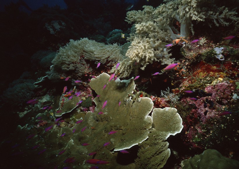 点击大图看下一张：珊瑚海水底风景图片