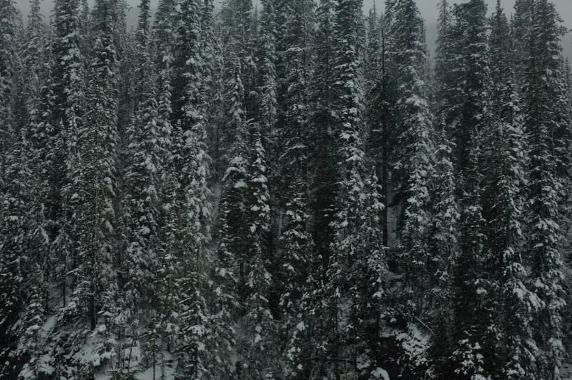 点击大图看下一张：冬季白雪覆盖的树林图片