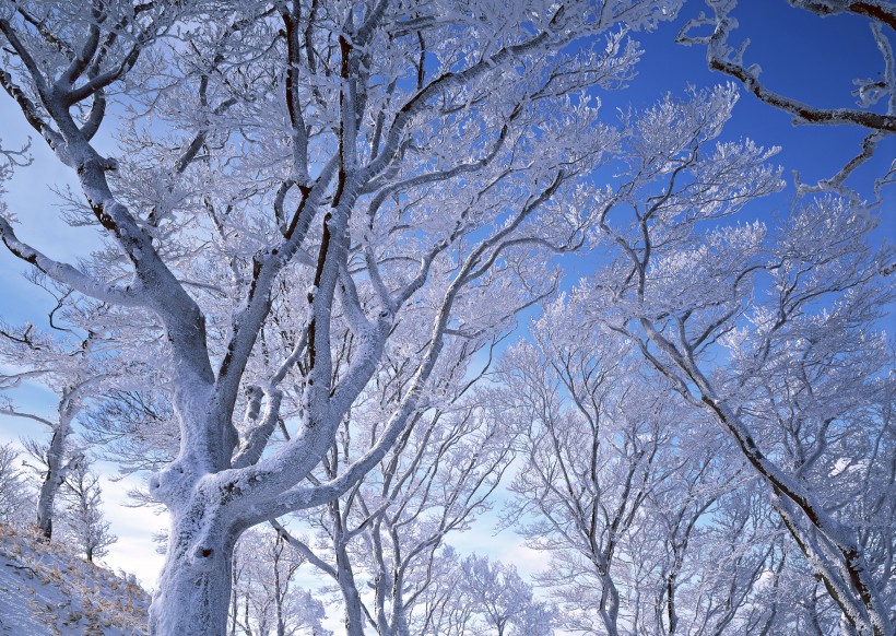 点击大图看下一张：冬季的树木图片