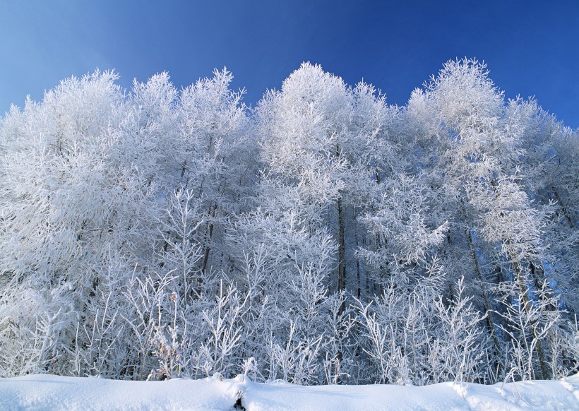 点击大图看下一张：冬季的树木图片
