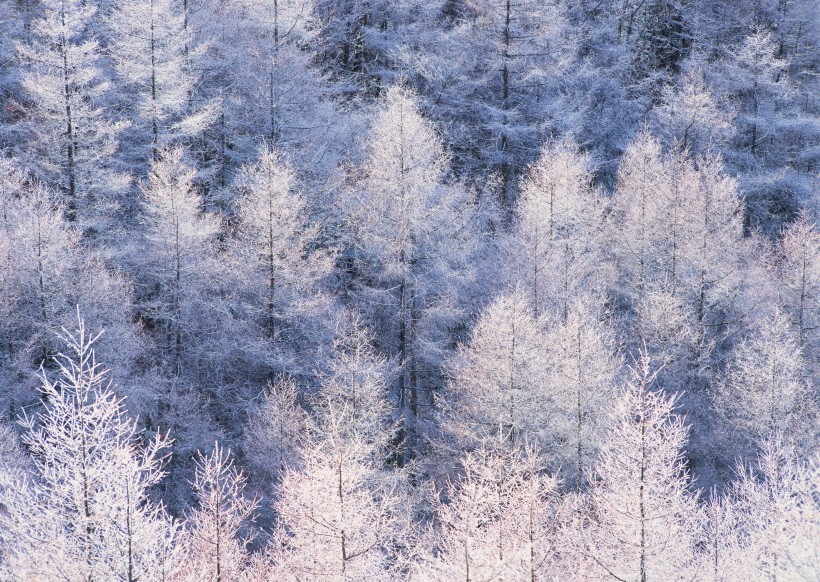 点击大图看下一张：冬季树木植物图片