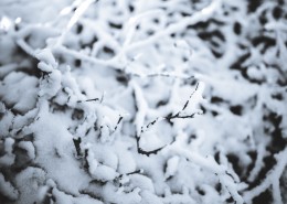 冬季结冰的树木图片_11张