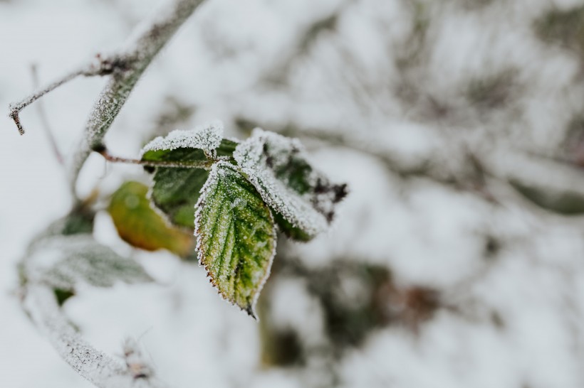 点击大图看下一张：冬季结冰的树木图片