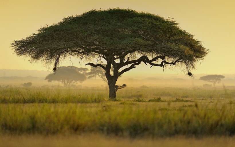 点击大图看下一张：非洲自然景色图片