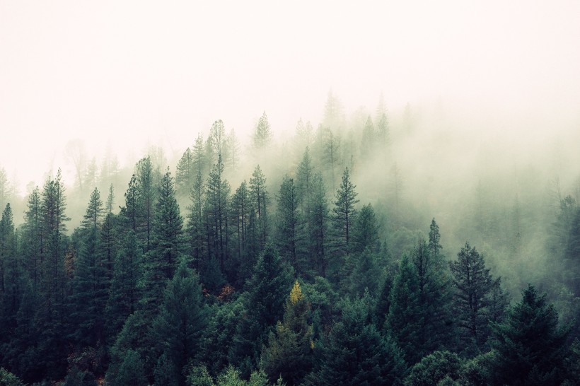 点击大图看下一张：迷雾森林图片