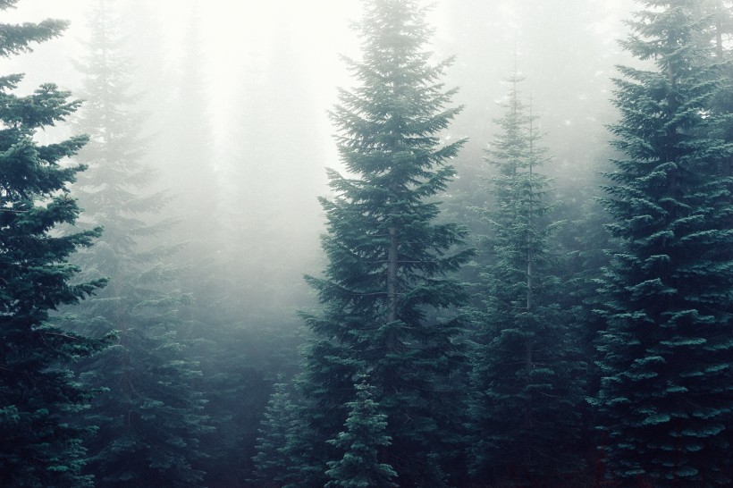 点击大图看下一张：迷雾森林图片