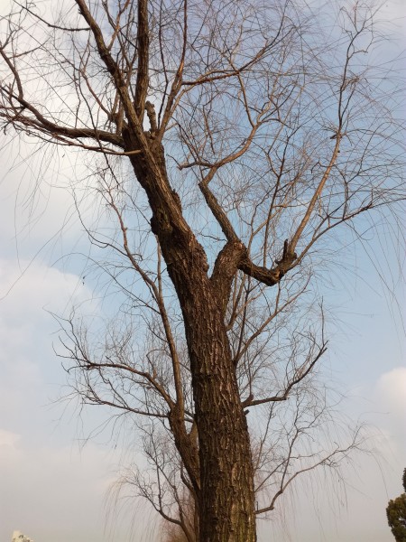 点击大图看下一张：干枯的树枝图片