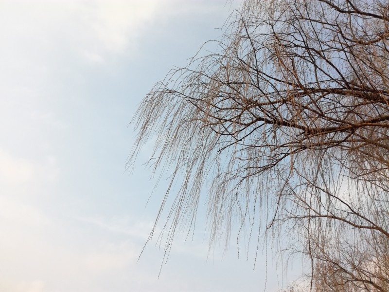 点击大图看下一张：干枯的树枝图片