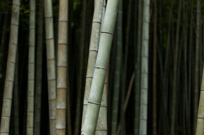 点击大图看下一张：高耸的竹子图片