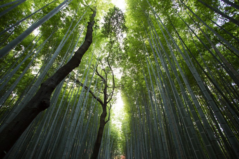 点击大图看下一张：高耸的竹子图片