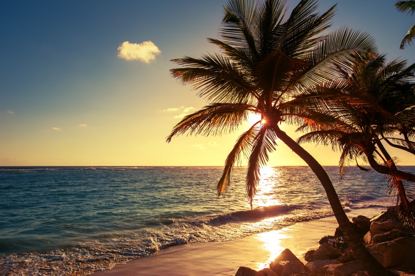 点击大图看下一张：海岛椰树自然风景图片
