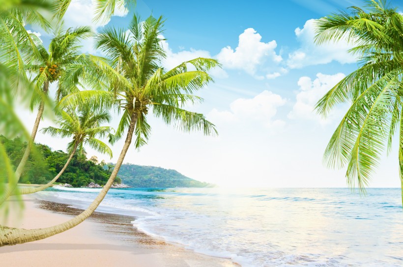 点击大图看下一张：海岛椰树自然风景图片