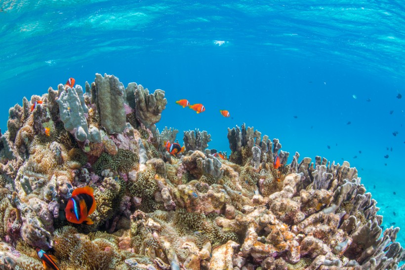点击大图看下一张：海底珊瑚鱼群图片
