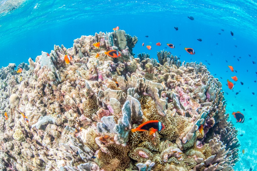 点击大图看下一张：海底珊瑚鱼群图片