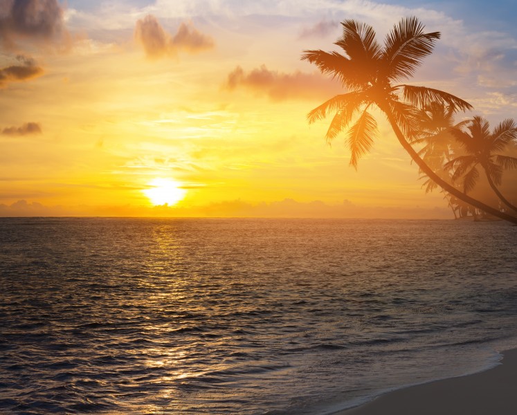 点击大图看下一张：海滩椰树风景图片