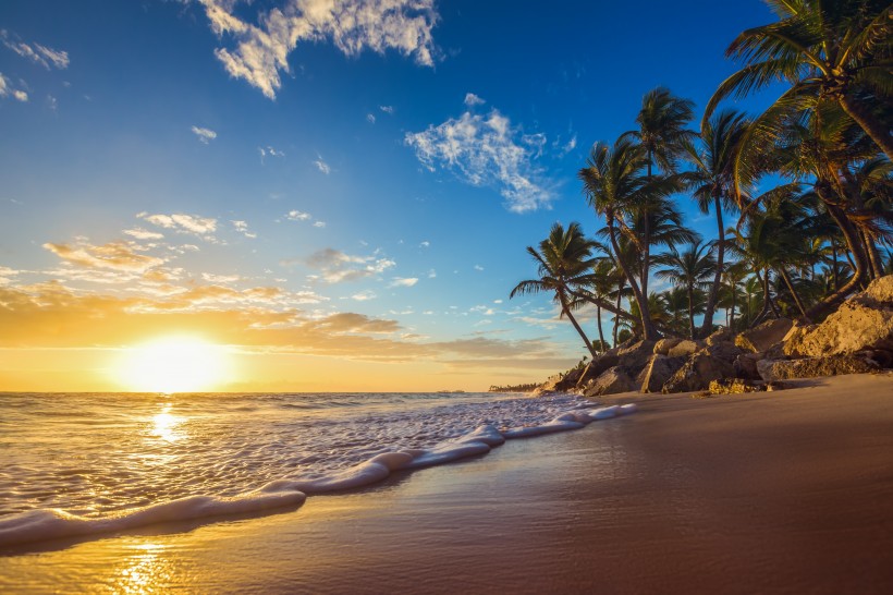 点击大图看下一张：海滩椰子树图片