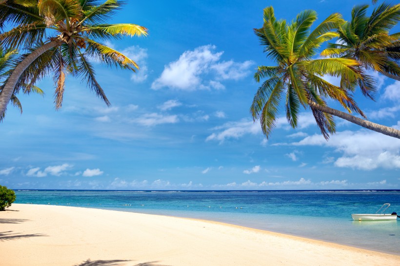 点击大图看下一张：海滩椰子树图片