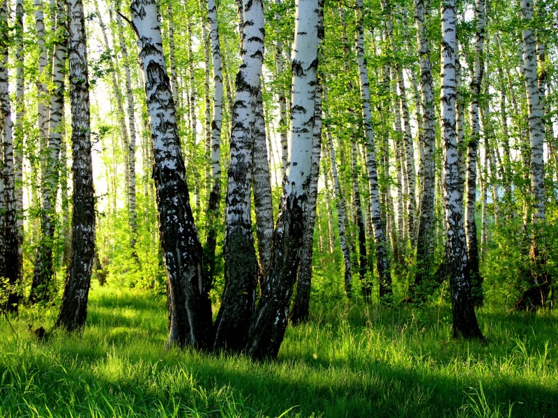 点击大图看下一张：桦树林风景图片