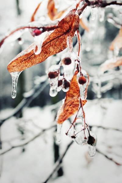 点击大图看下一张：结冰的树枝图片