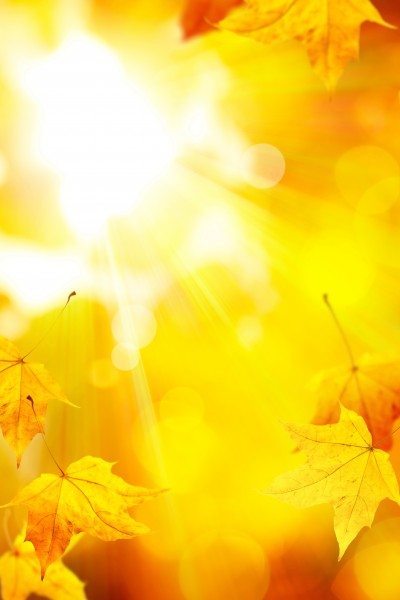点击大图看下一张：金黄色的枫叶图片