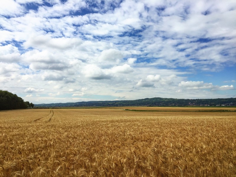 点击大图看下一张：田野上空的蓝天白云图片