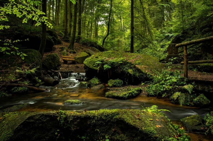 点击大图看下一张：森林小溪山间流水图片
