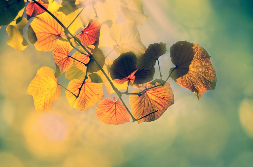 点击大图看下一张：秋季落叶风景图片