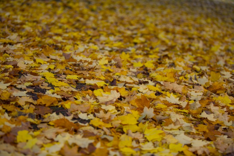 点击大图看下一张：秋天落叶风景图片