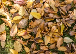 秋季凋零的枯黄落叶图片_11张