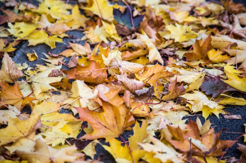 点击大图看下一张：秋季落叶风景图片