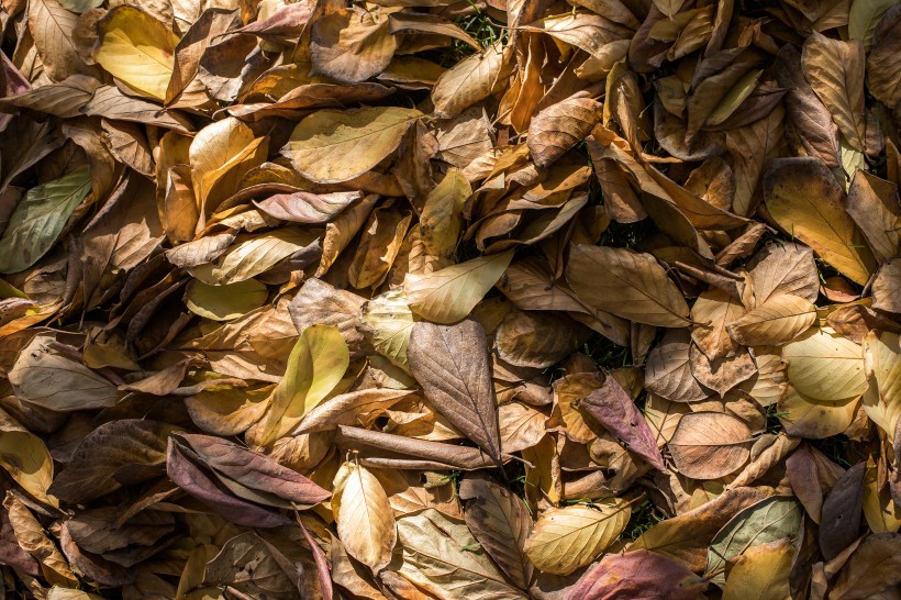 点击大图看下一张：秋季凋零的枯黄落叶图片
