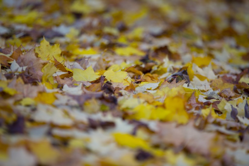 点击大图看下一张：秋天落叶风景图片