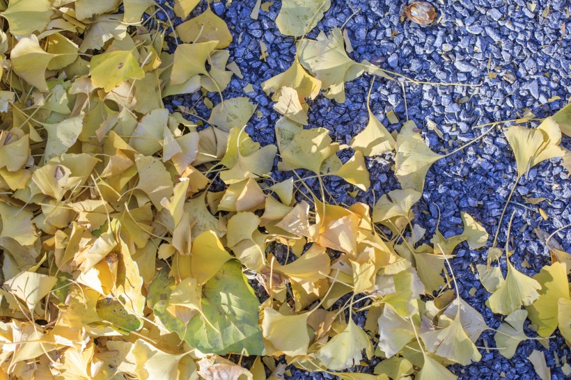 点击大图看下一张：秋季凋零的枯黄落叶图片
