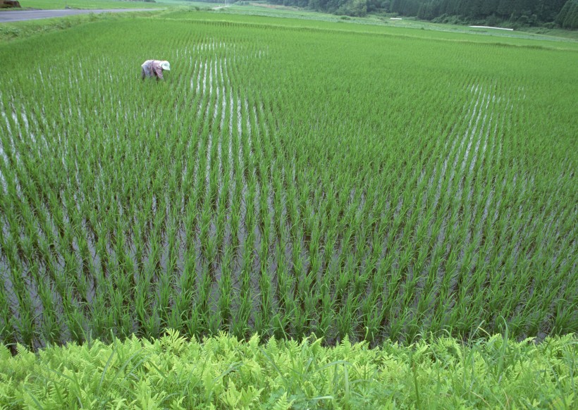 点击大图看下一张：绿色稻田图片