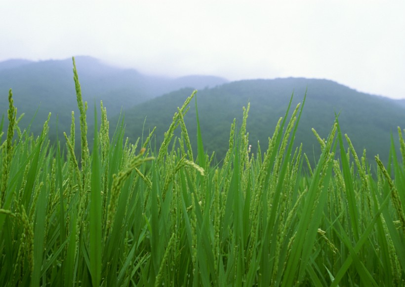 点击大图看下一张：绿色稻田图片